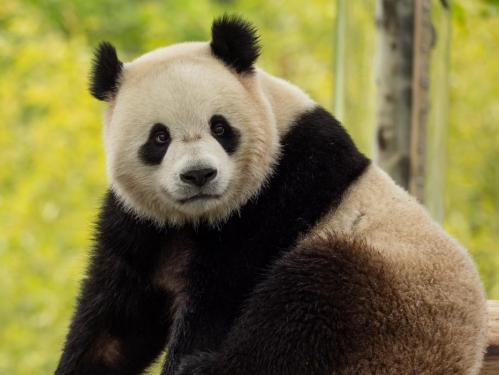 Giant panda Bao Li in China