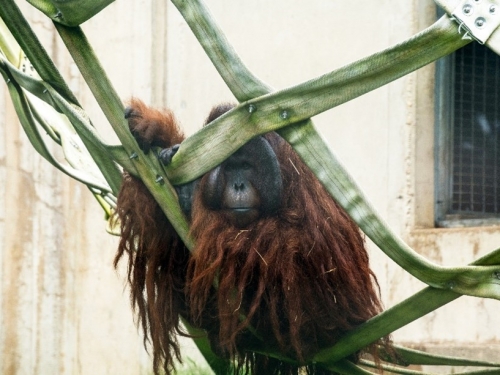 Brown and black animal with long arms sits in a tree.